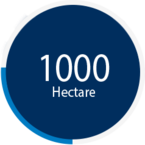 1000 hectare